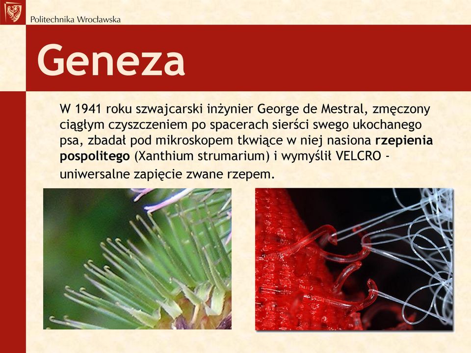 zbadał pod mikroskopem tkwiące w niej nasiona rzepienia pospolitego