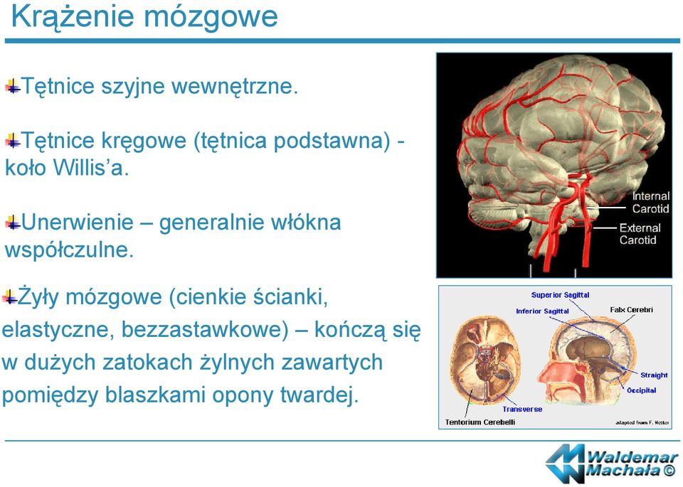 Unerwienie generalnie włókna współczulne.