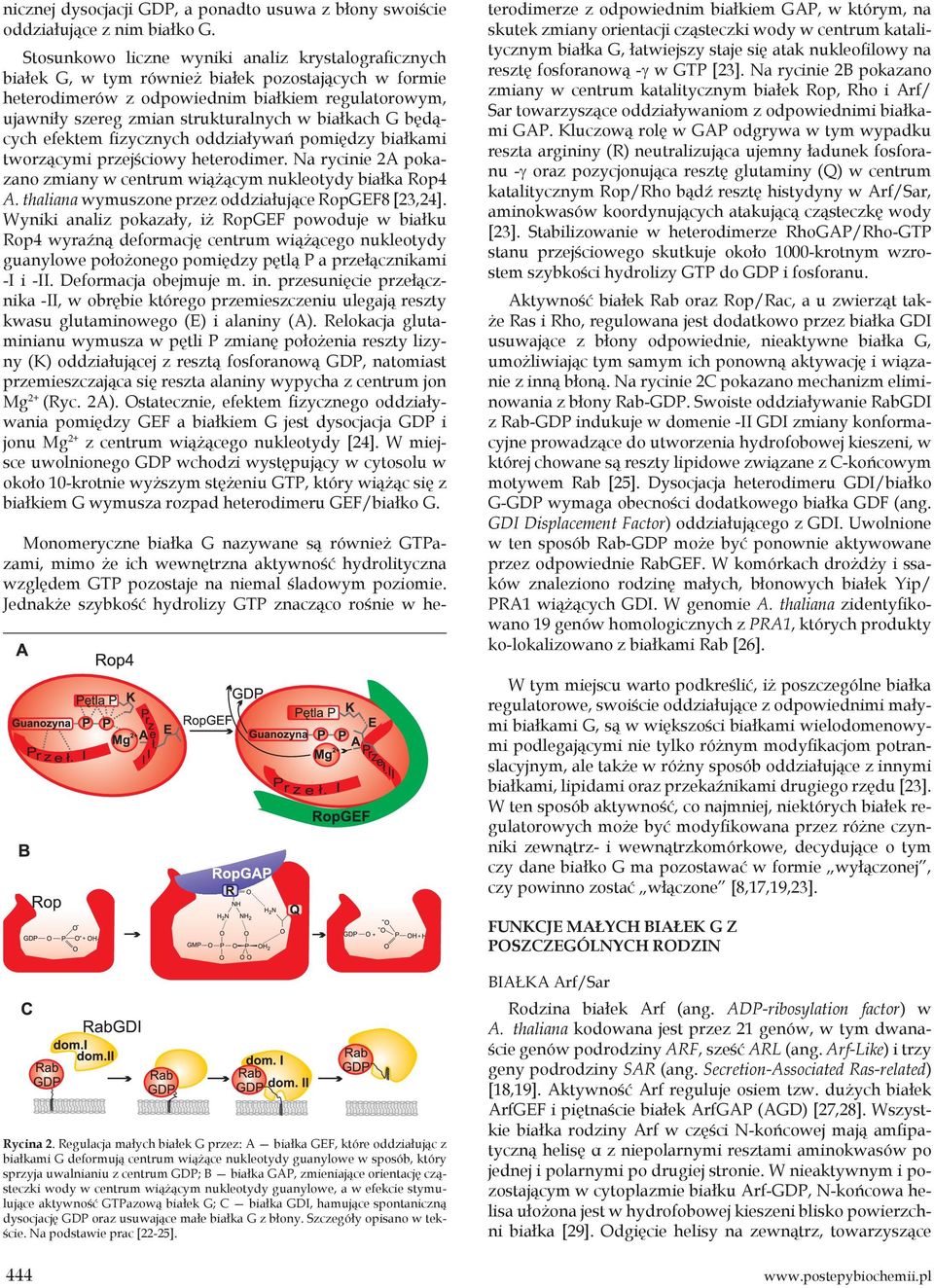 białkach G będących efektem fizycznych oddziaływań pomiędzy białkami tworzącymi przejściowy heterodimer. Na rycinie 2A pokazano zmiany w centrum wiążącym nukleotydy białka Rop4 A.