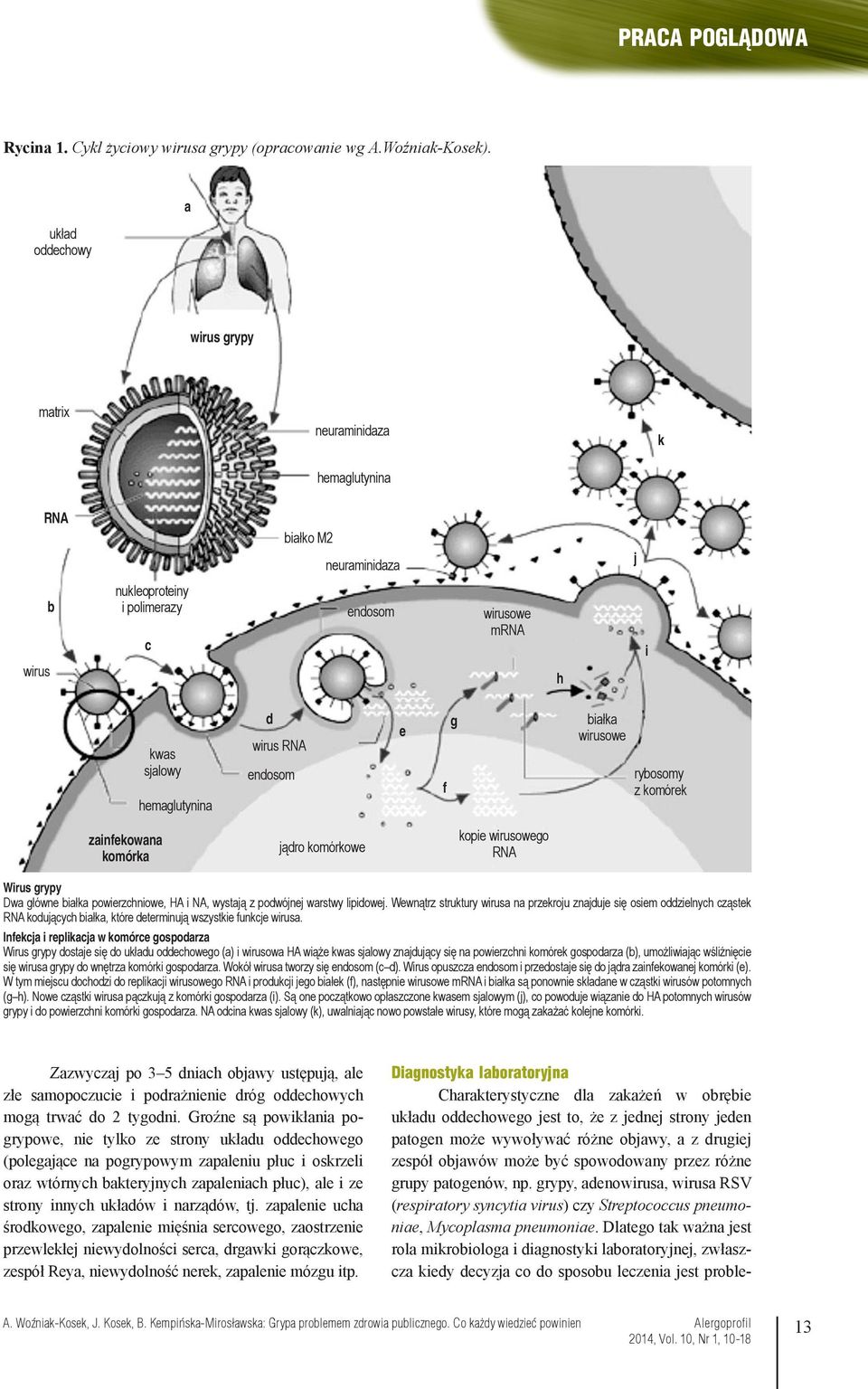 spowodowany przez różne grupy patogenów, np. grypy, adenowirusa, wirusa RSV (respiratory syncytia virus) czy Streptococcus pneumoniae, Mycoplasma pneumoniae.