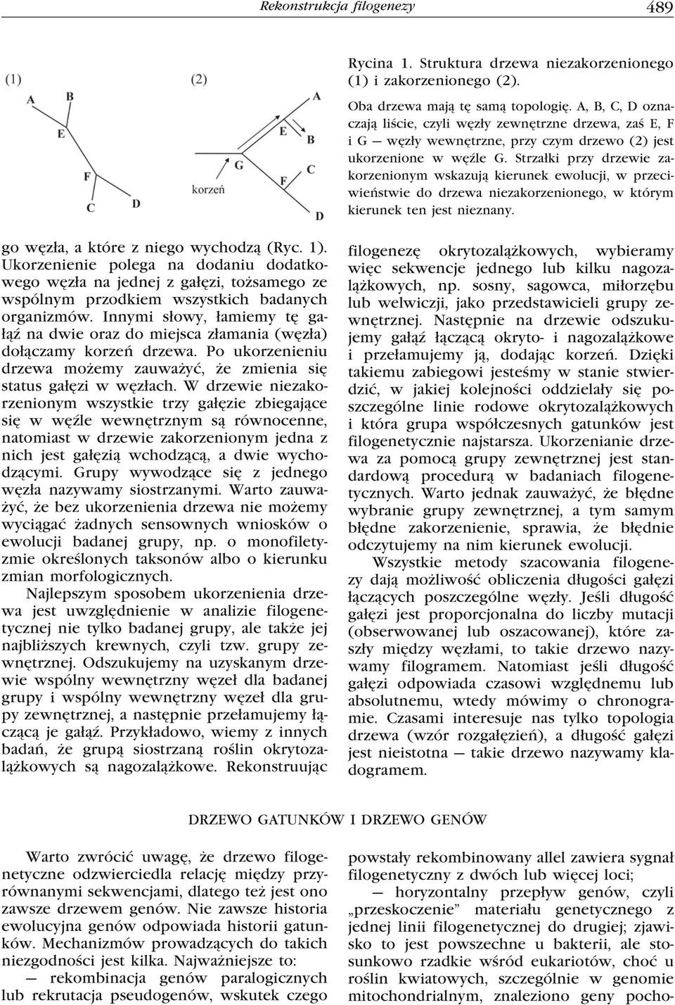 Strzałki przy drzewie zakorzenionym wskazują kierunek ewolucji, w przeciwieństwie do drzewa niezakorzenionego, w którym kierunek ten jest nieznany. go węzła, a które z niego wychodzą (Ryc. 1).