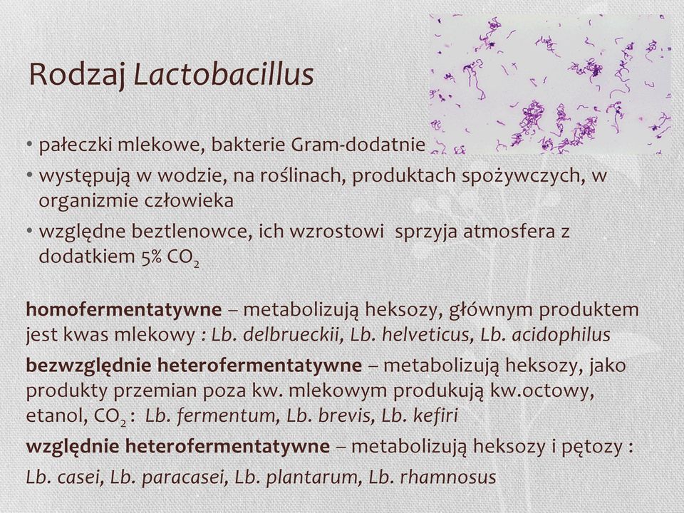 delbrueckii, Lb. helveticus, Lb. acidophilus bezwzględnie heterofermentatywne metabolizują heksozy, jako produkty przemian poza kw. mlekowym produkują kw.