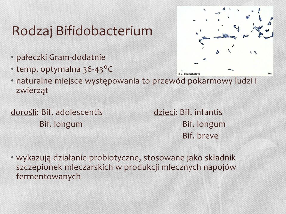 dorośli: Bif. adolescentis Bif. longum dzieci: Bif. infantis Bif. longum Bif.