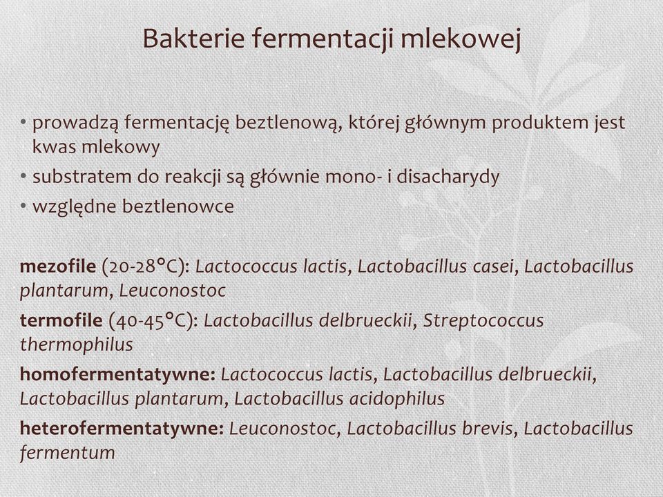 Leuconostoc termofile (40-45 C): Lactobacillus delbrueckii, Streptococcus thermophilus homofermentatywne: Lactococcus lactis,