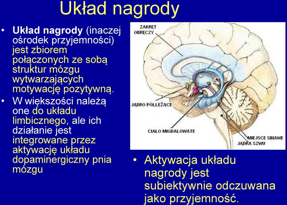 W większości należą one do układu limbicznego, ale ich działanie jest integrowane