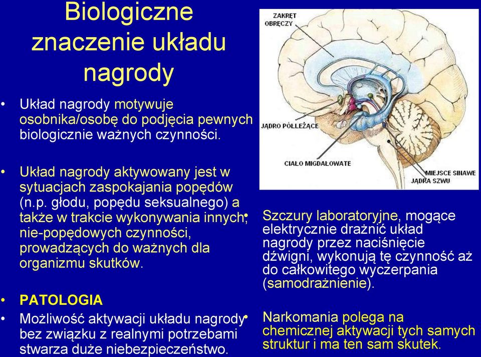 kajania popędów (n.p. głodu, popędu seksualnego) a także w trakcie wykonywania innych, nie-popędowych czynności, prowadzących do ważnych dla organizmu skutków.