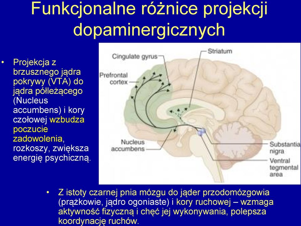 zwiększa energię psychiczną.