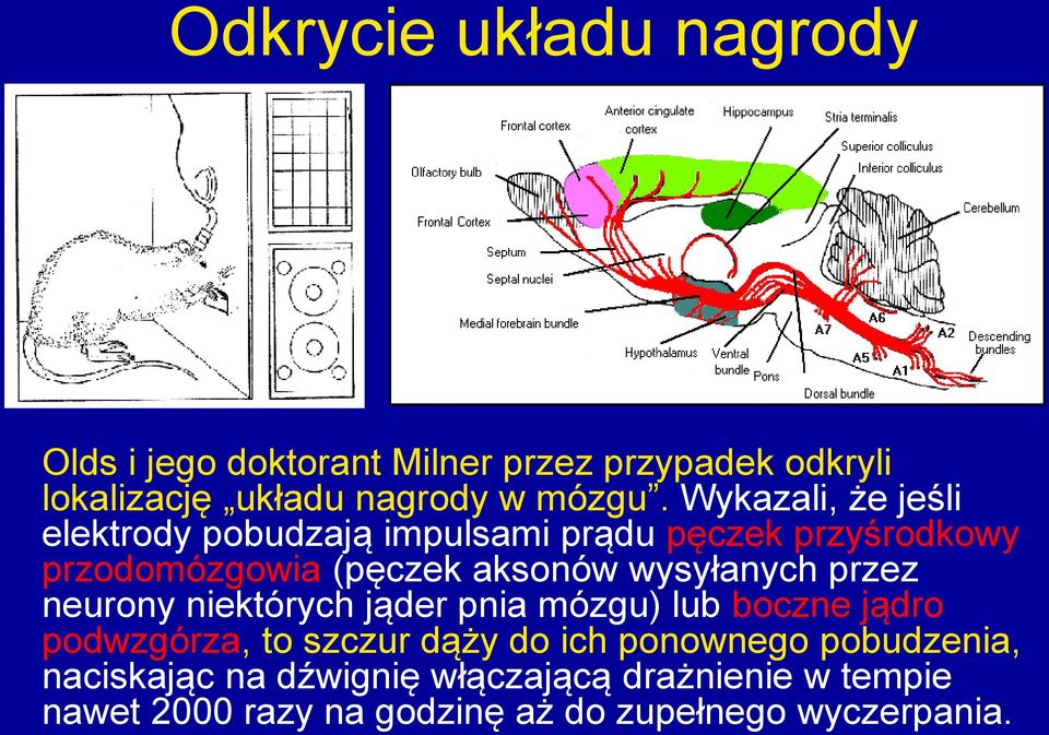 wysyłanych przez neurony niektórych jąder pnia mózgu) lub boczne jądro podwzgórza, to szczur dąży do ich