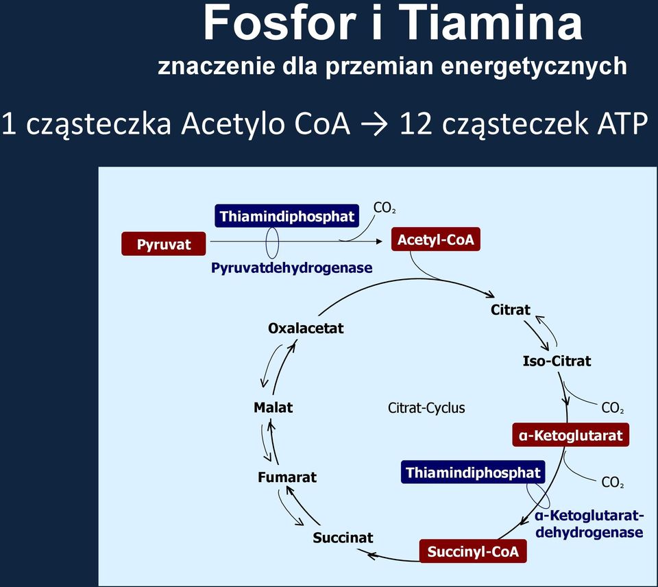 Pyruvatdehydrogenase Oxalacetat Citrat Iso-Citrat Malat Citrat-Cyclus CO ²