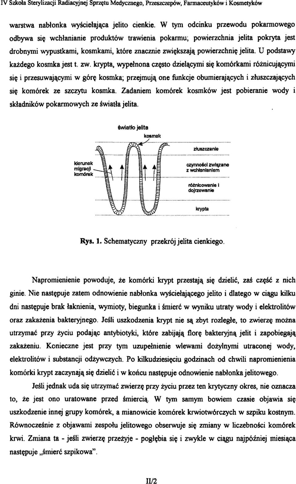 U podstawy każdego kosmka jest t. zw.