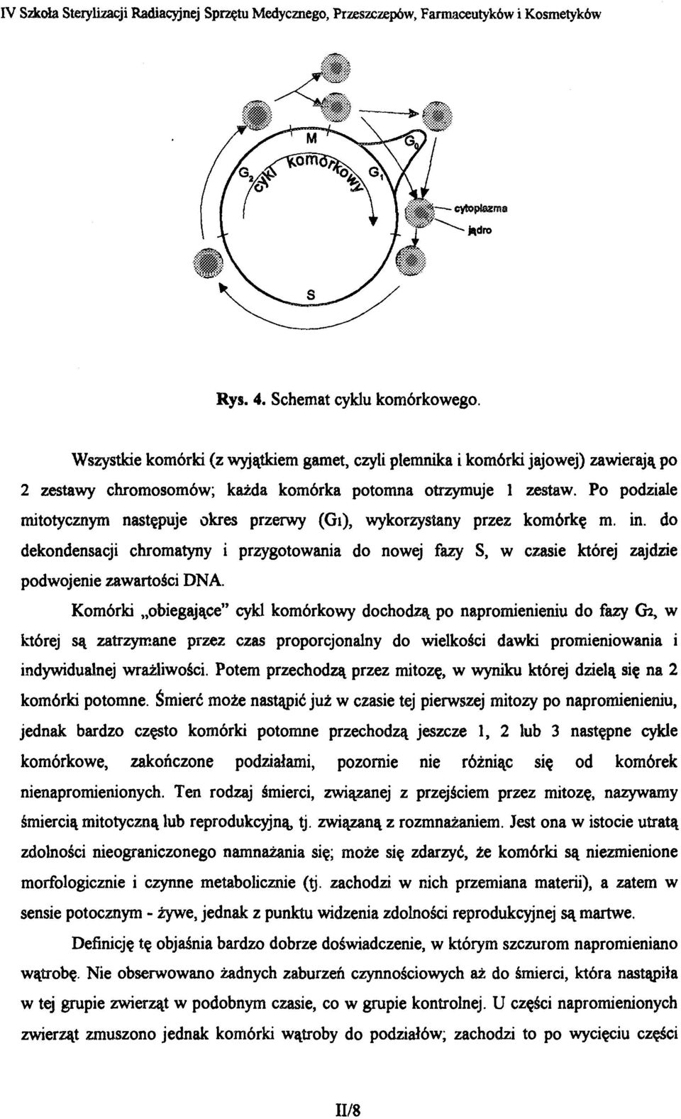 Komórki obiegające" cykl komórkowy dochodzą po napromienieniu do fazy (h, w której są zatrzymane przez czas proporcjonalny do wielkości dawki promieniowania i indywidualnej wrażliwości.