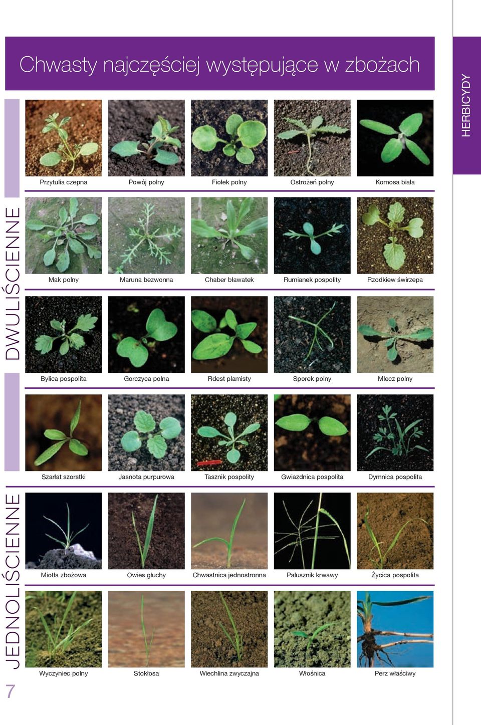 Szarłat szorstki Jasnota purpurowa Tasznik pospolity Gwiazdnica pospolita Miotła zbożowa Owies głuchy Chwastnica jednostronna Palusznik