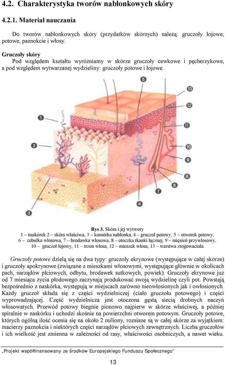 Skóra i jej wytwory 1 naskórek 2 skóra właściwa, 3 komórka nabłonka, 4 gruczoł potowy, 5 otworek potowy, 6 cebulka włosowa, 7 brodawka włosowa, 8 otoczka tkanki łącznej, 9 mięsień przywłosowy, 10