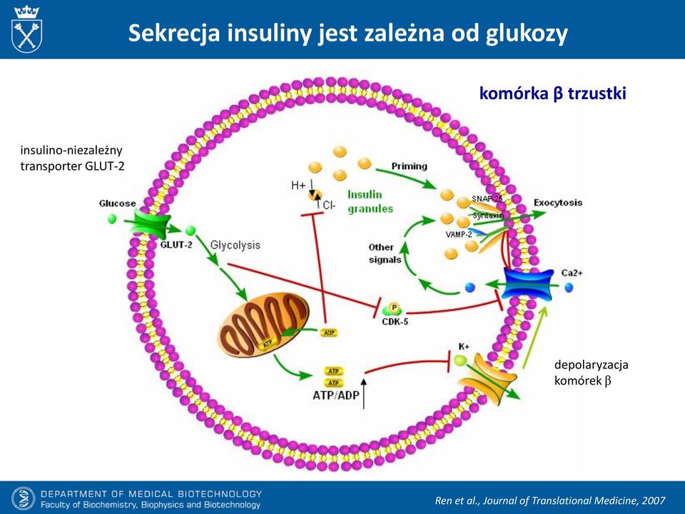 transporter GLUT-2 depolaryzacja komórek β