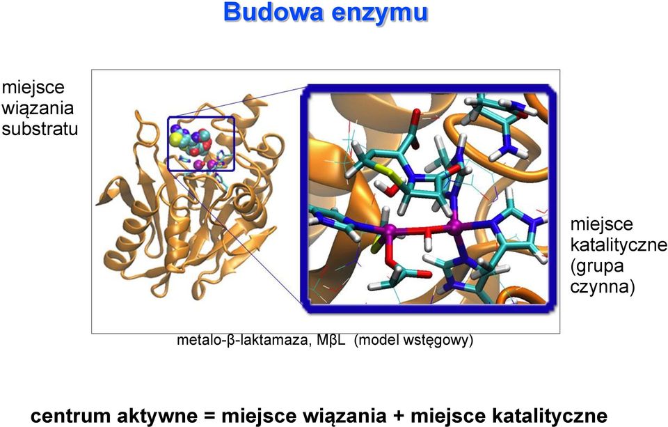 metalo-β-laktamaza, MβL (model wstęgowy)