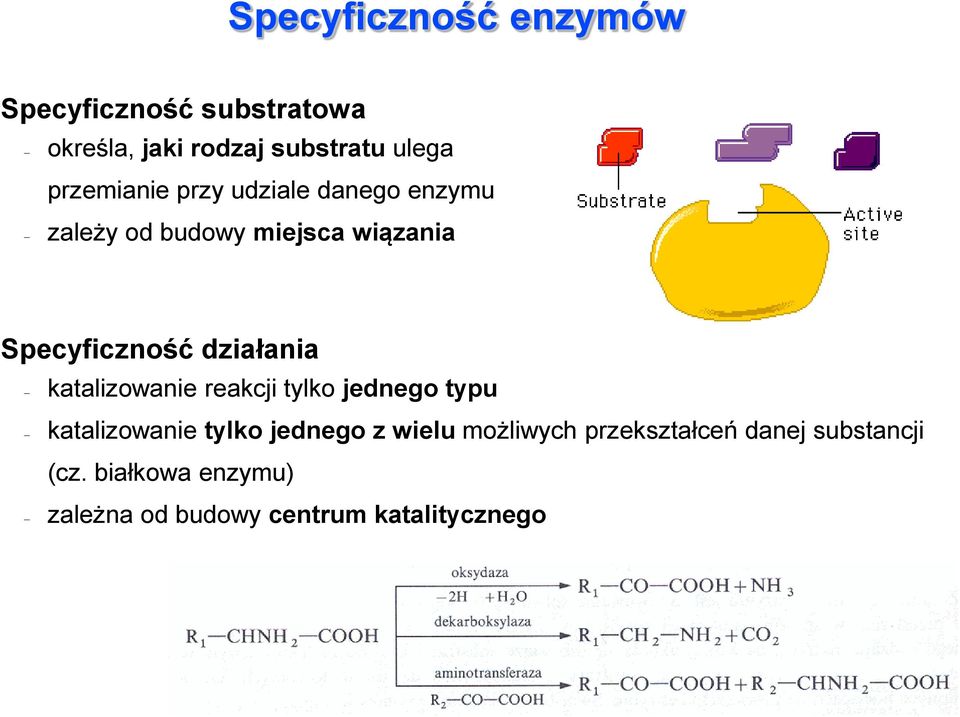 działania katalizowanie reakcji tylko jednego typu katalizowanie tylko jednego z wielu