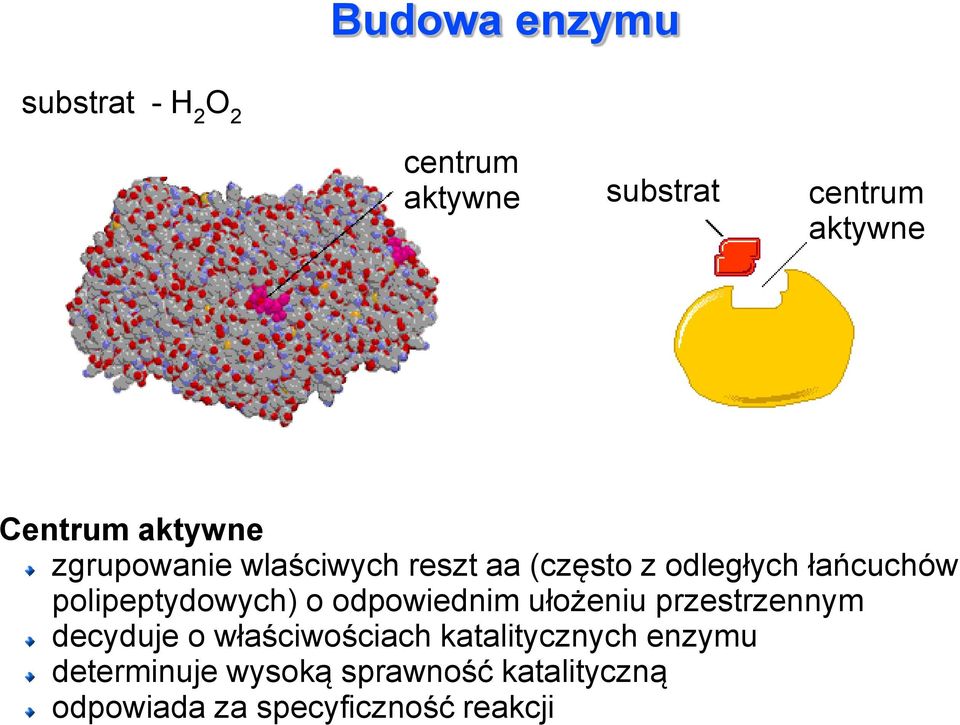 polipeptydowych) o odpowiednim ułożeniu przestrzennym decyduje o właściwościach