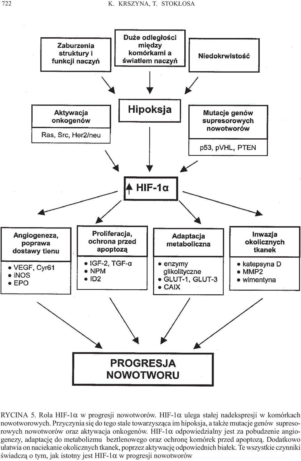 HIF-1α odpowiedzialny jest za pobudzenie angiogenezy, adaptacjê do metabolizmu beztlenowego oraz ochronê komórek przed apoptoz¹.