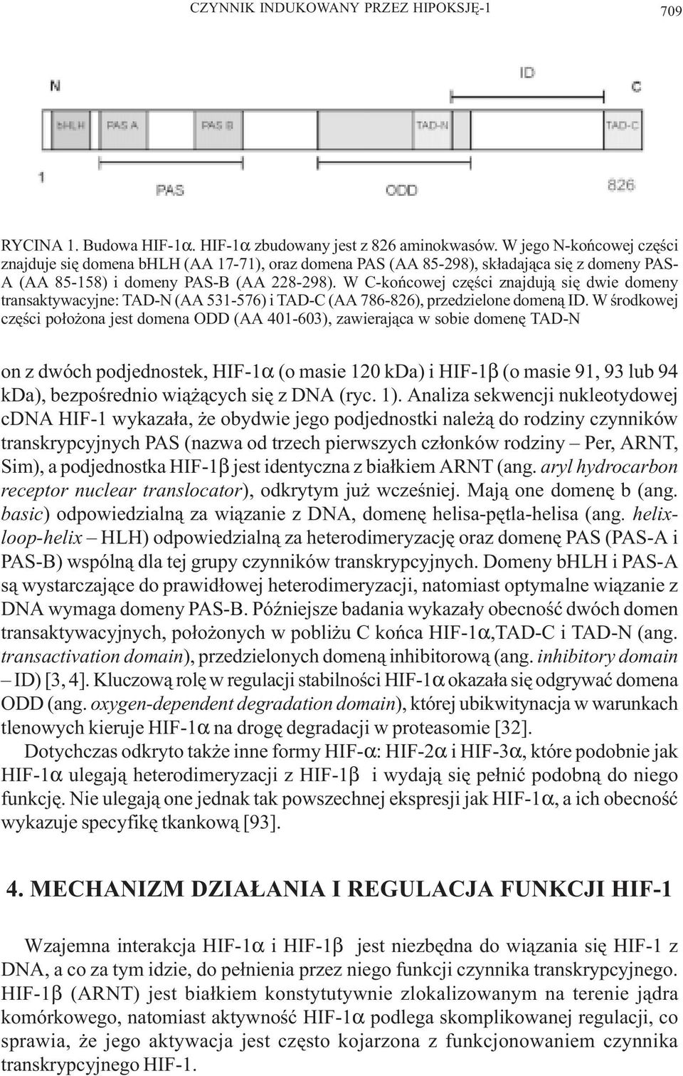 W C-koñcowej czêœci znajduj¹ siê dwie domeny transaktywacyjne: TAD-N (AA 531-576) i TAD-C (AA 786-826), przedzielone domen¹ ID.