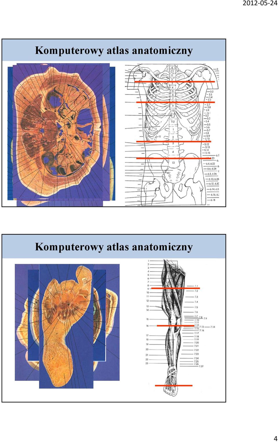 anatomiczny  