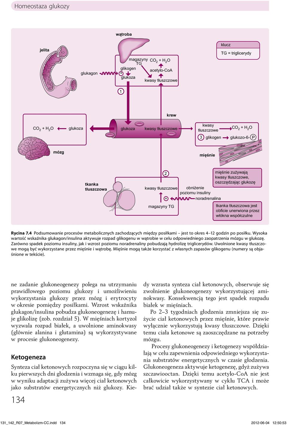 4 Podsumowanie procesów metabolicznych zachodzących między posiłkami jest to okres 4 12 godzin po posiłku.