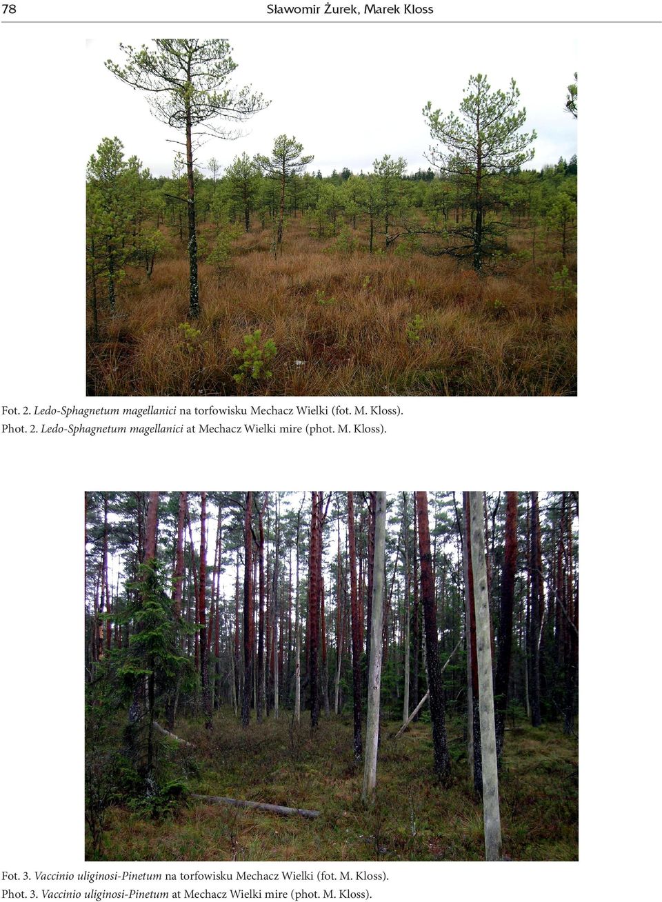 Ledo-Sphagnetum magellanici at Mechacz Wielki mire (phot. M. Kloss). Fot. 3.