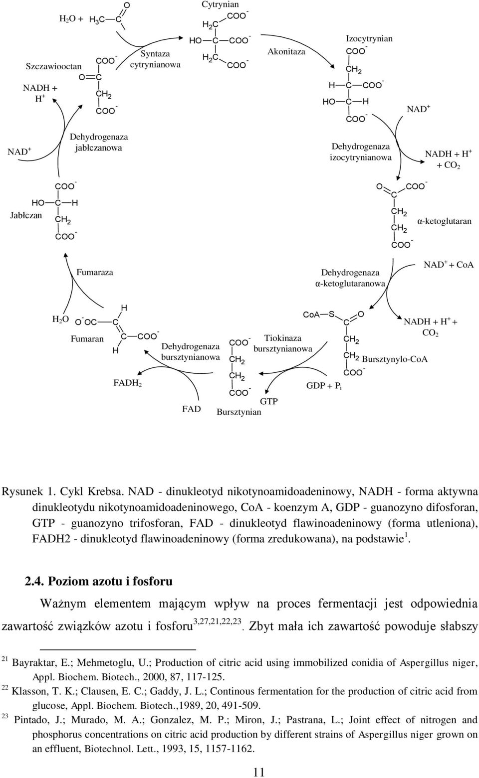 CoA H 2 O O - OC Fumaran C H H C COO - FADH 2 Dehydrogenaza bursztynianowa FAD CoA COO - Tiokinaza bursztynianowa CH 2 CH 2 COO - GTP Bursztynian S GDP + P i C CH 2 O CH 2 Bursztynylo-CoA COO - NADH