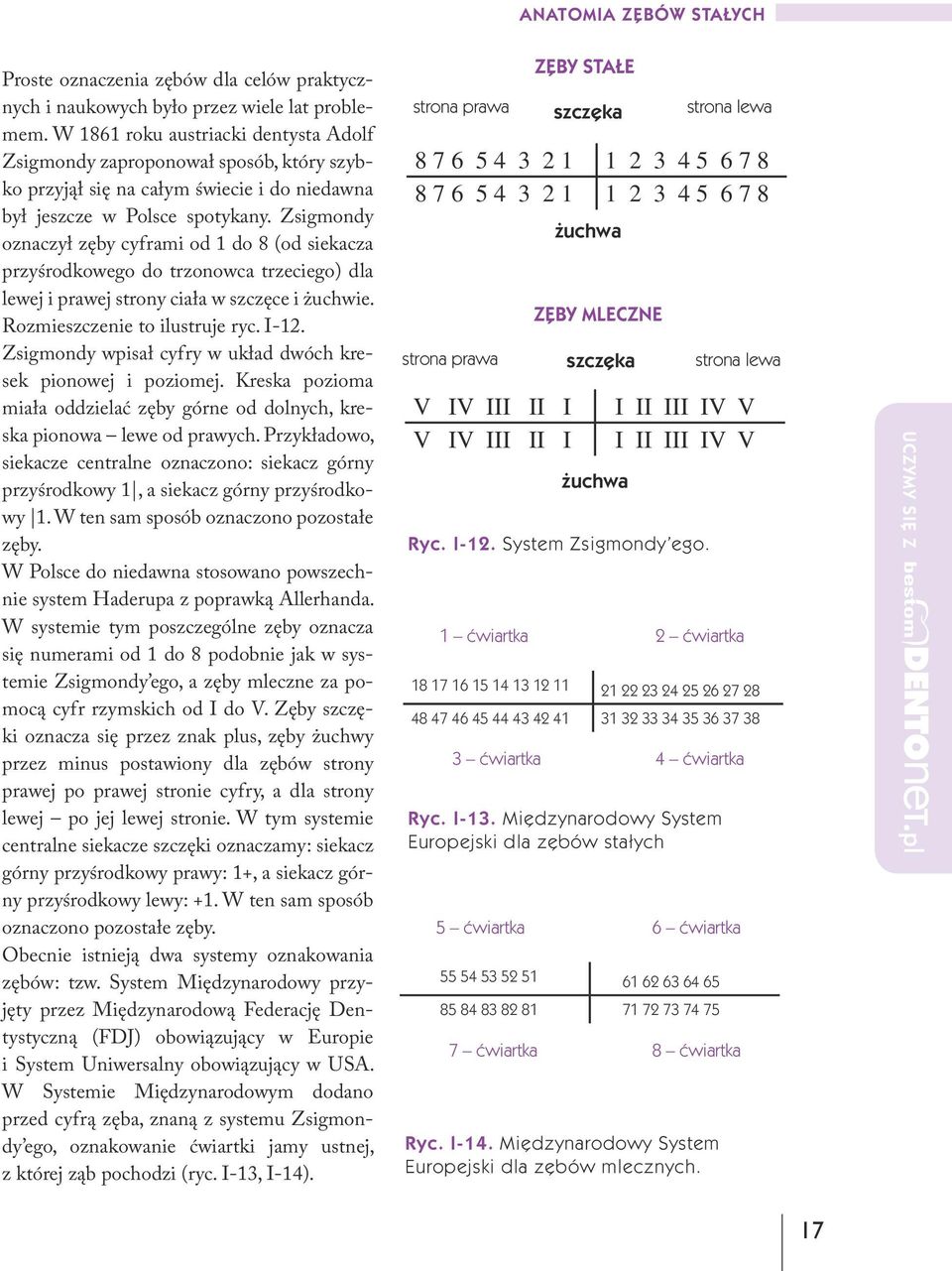 Zsigmondy oznaczył zęby cyframi od 1 do 8 (od siekacza przyśrodkowego do trzonowca trzeciego) dla lewej i prawej strony ciała w szczęce i żuchwie. Rozmieszczenie to ilustruje ryc. I-12.