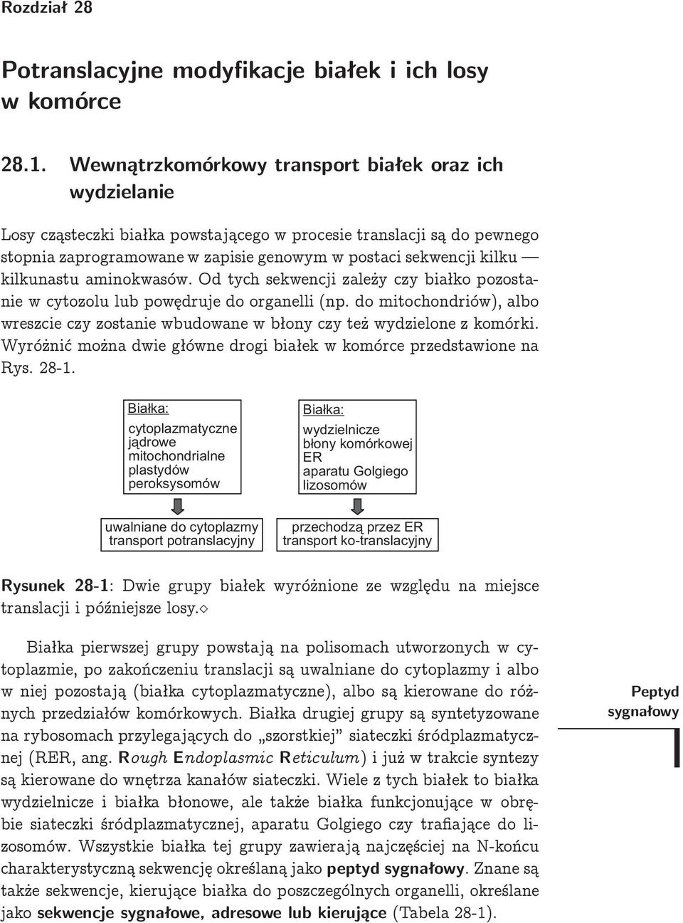 kilkunastu aminokwasów. d tych sekwencji zależy czy białko p ozostanie w cytozolu lub p owędruje do organelli (np.