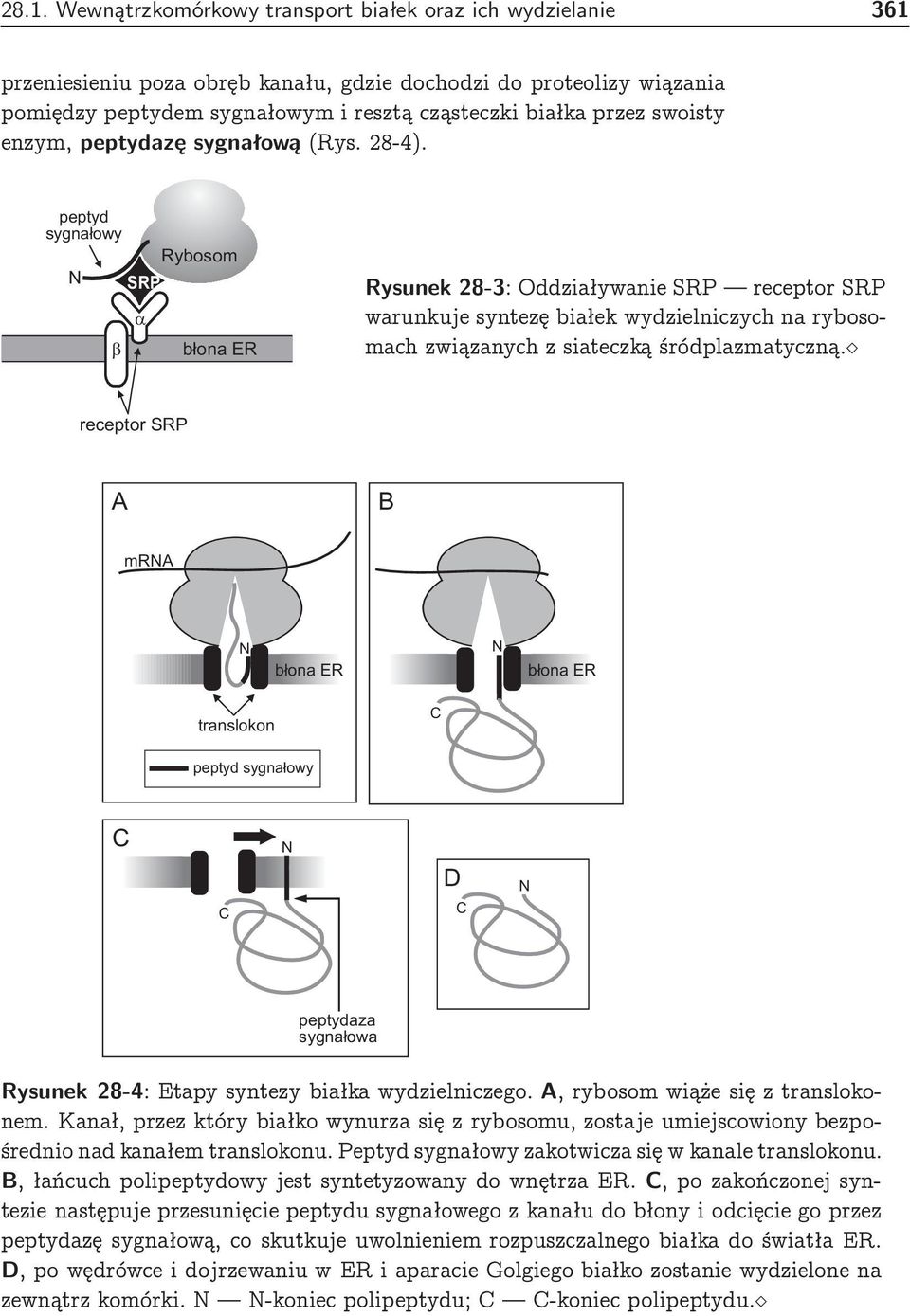 peptyd sygnałowy RP Rybosom błona ER Rysunek 28-3: ddziaływanie RP receptor RP warunkuje syntezę białek wydzielniczych na ryb osomach związanych z siateczką śró dplazmatyczną.