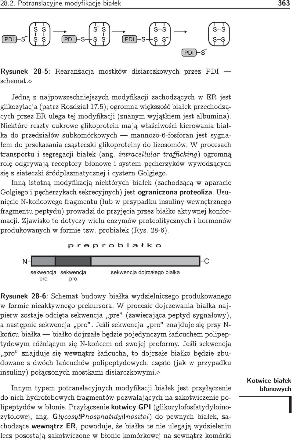 5); ogromna większość białek przecho dzących przez ER ulega tej mo dyfikacji (znanym wyjątkiem jest albumina).