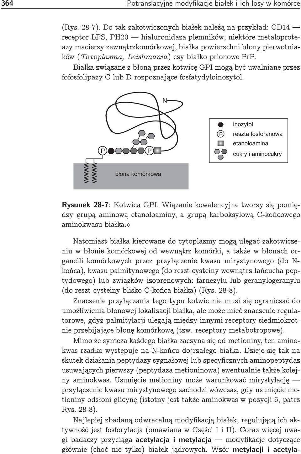 (Toxoplasma, Leishmania ) czy białko prionowe PrP. Białka związane z błoną przez kotwicę GPI mogą być uwalniane przez fofosfolipazy lub D rozp ozna jące fosfatydyloinozytol.