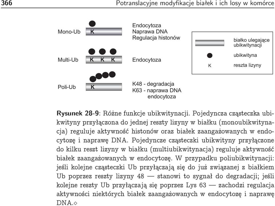 Po jedyncza cząsteczka ubikwityny przyłączona do jednej reszty lizyny w białku (monoubikwitynacja) reguluje aktywność histonów oraz białek zaangażowanych w endocytozę i naprawę DA.