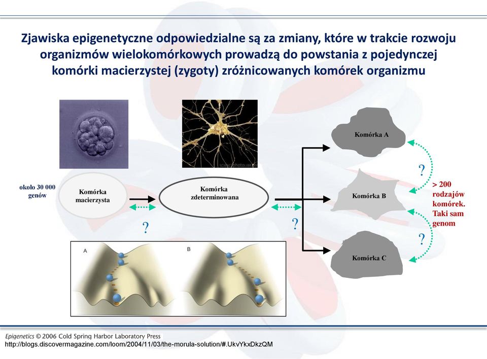 Komórka A około 30 000 genów Komórka macierzysta Komórka zdeterminowana?? Komórka B?