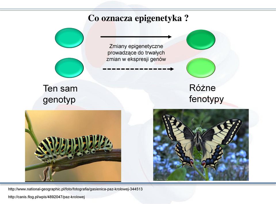 genów Ten sam genotyp Różne fenotypy http://www.