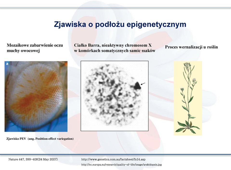 Zjawisko PEV (ang. Posittion-effect variegation) Nature 447, 399-406(24 May 2007) http://www.