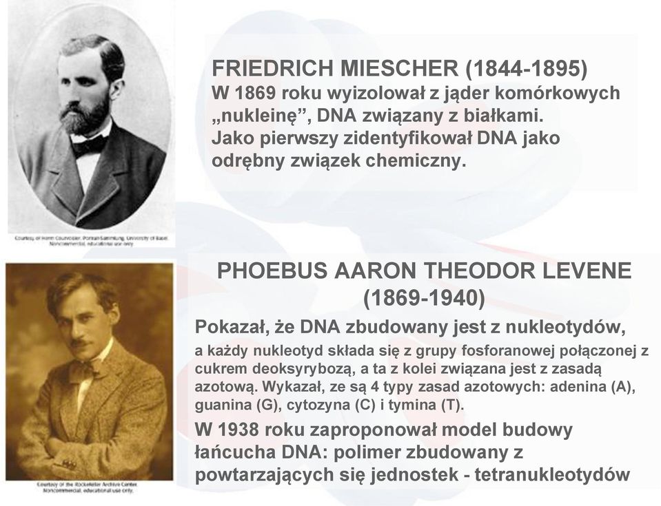 PHOEBUS AARON THEODOR LEVENE (1869-1940) Pokazał, że DNA zbudowany jest z nukleotydów, a każdy nukleotyd składa się z grupy fosforanowej połączonej z