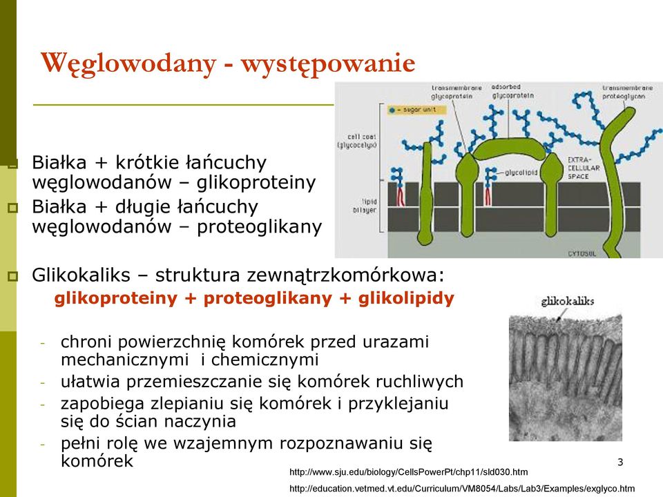 ułatwia przemieszczanie się komórek ruchliwych - zapobiega zlepianiu się komórek i przyklejaniu się do ścian naczynia - pełni rolę we wzajemnym