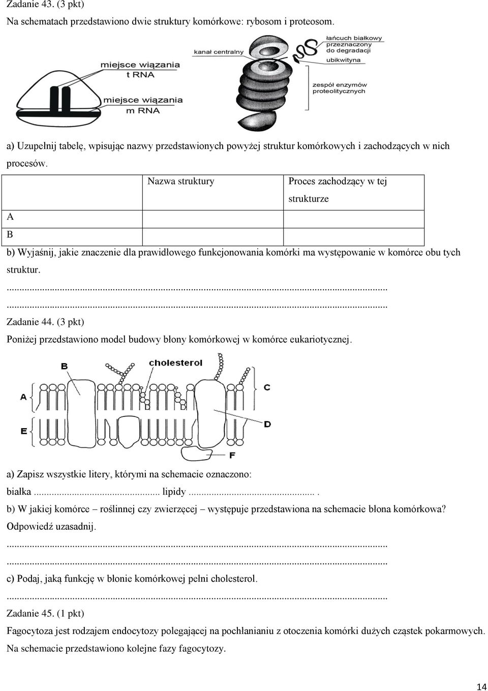Nazwa struktury Proces zachodzący w tej strukturze A B b) Wyjaśnij, jakie znaczenie dla prawidłowego funkcjonowania komórki ma występowanie w komórce obu tych struktur. Zadanie 44.