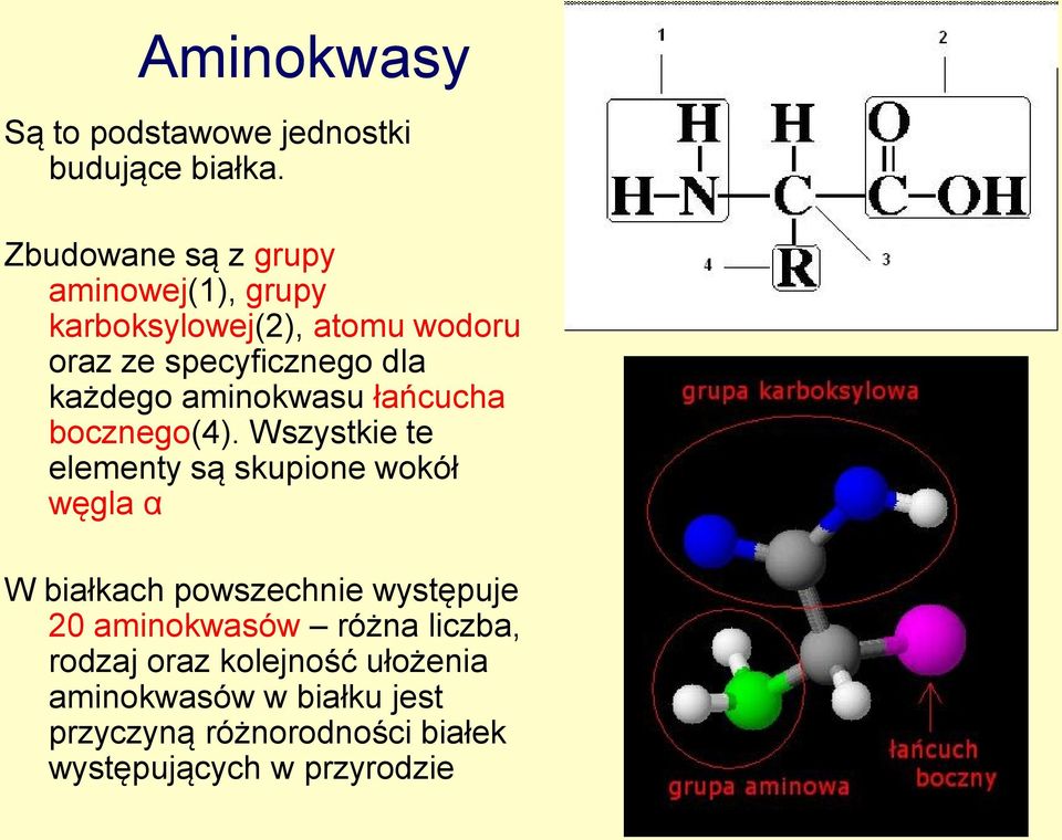 aminokwasu łańcucha bocznego(4).