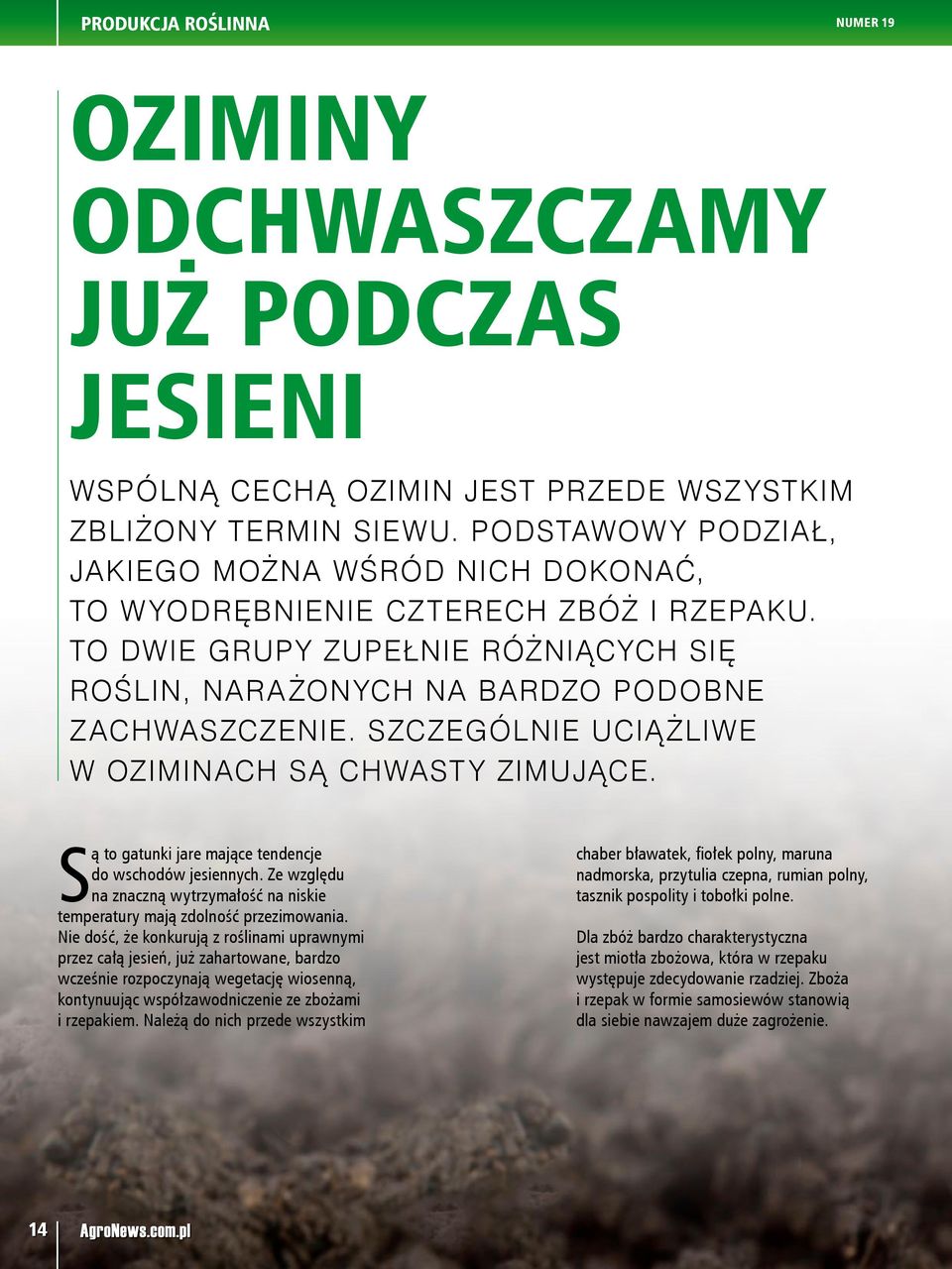 SZCZEGÓLNIE UCIĄŻLIWE W OZIMINACH SĄ CHWASTY ZIMUJĄCE. Są to gatunki jare mające tendencje do wschodów jesiennych. Ze względu na znaczną wytrzymałość na niskie temperatury mają zdolność przezimowania.