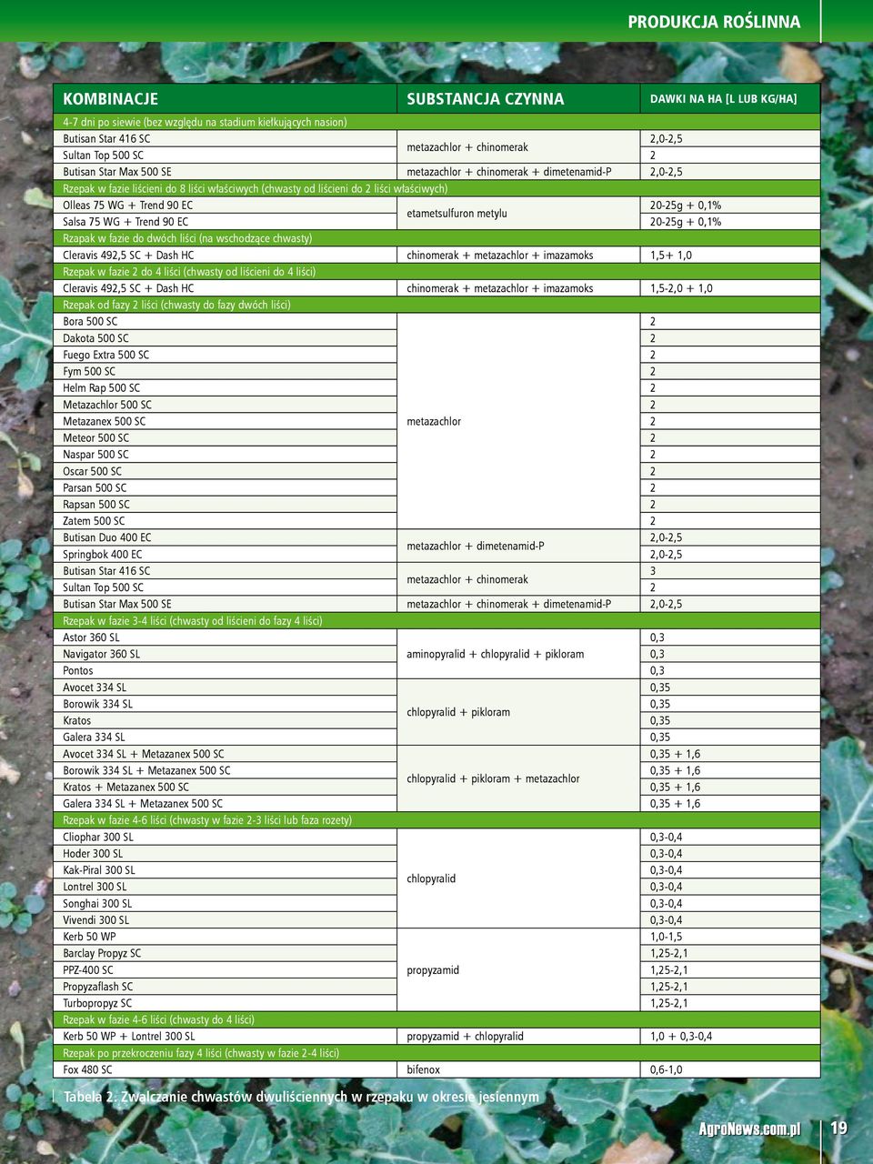 EC 20-25g + 0,1% etametsulfuron metylu Salsa 75 WG + Trend 90 EC 20-25g + 0,1% Rzapak w fazie do dwóch liści (na wschodzące chwasty) Cleravis 492,5 SC + Dash HC chinomerak + metazachlor + imazamoks