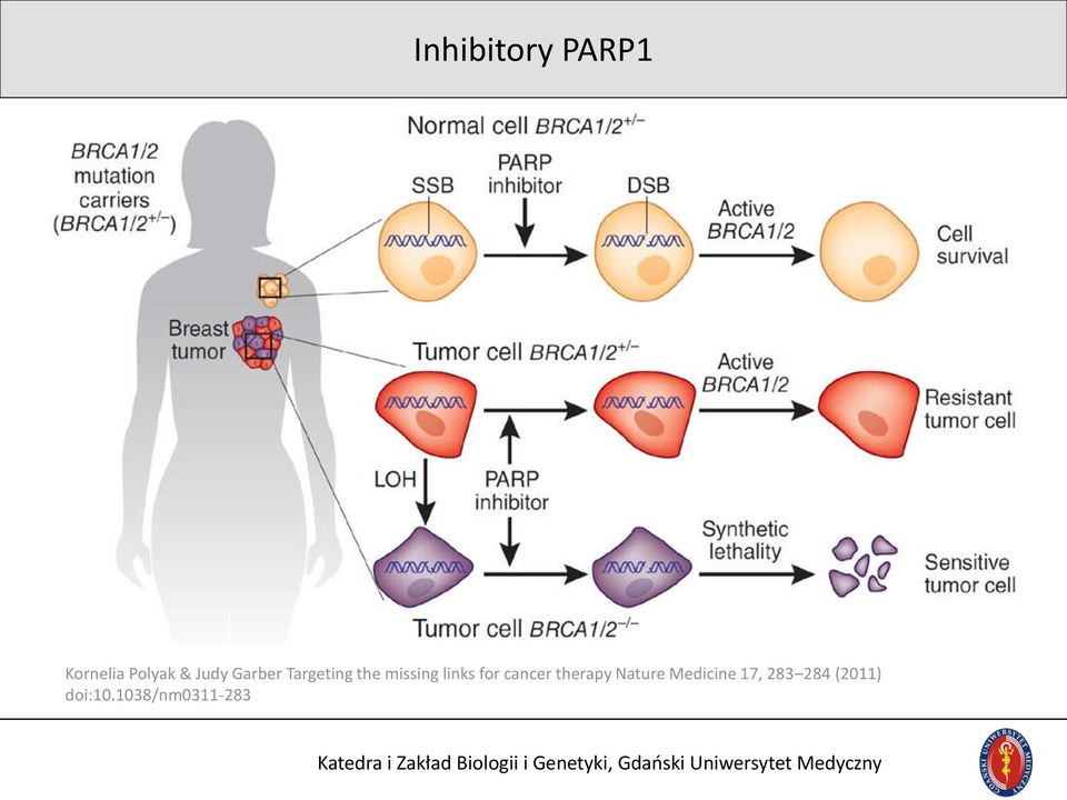 links for cancer therapy Nature