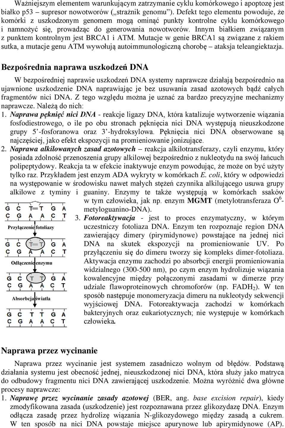 Innym białkiem związanym z punktem kontrolnym jest BRC1 i TM. Mutacje w genie BRC1 są związane z rakiem sutka, a mutacje genu TM wywołują autoimmunologiczną chorobę ataksja teleangiektazja.