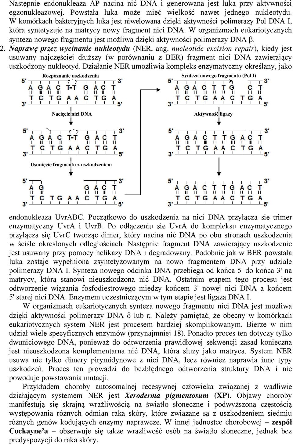 W organizmach eukariotycznych synteza nowego fragmentu jest możliwa dzięki aktywności polimerazy DN β. 2. Naprawę przez wycinanie nukleotydu (NER, ang.