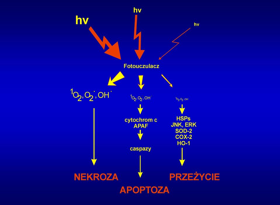 cytochrom c APAF caspazy HSPs JNK,