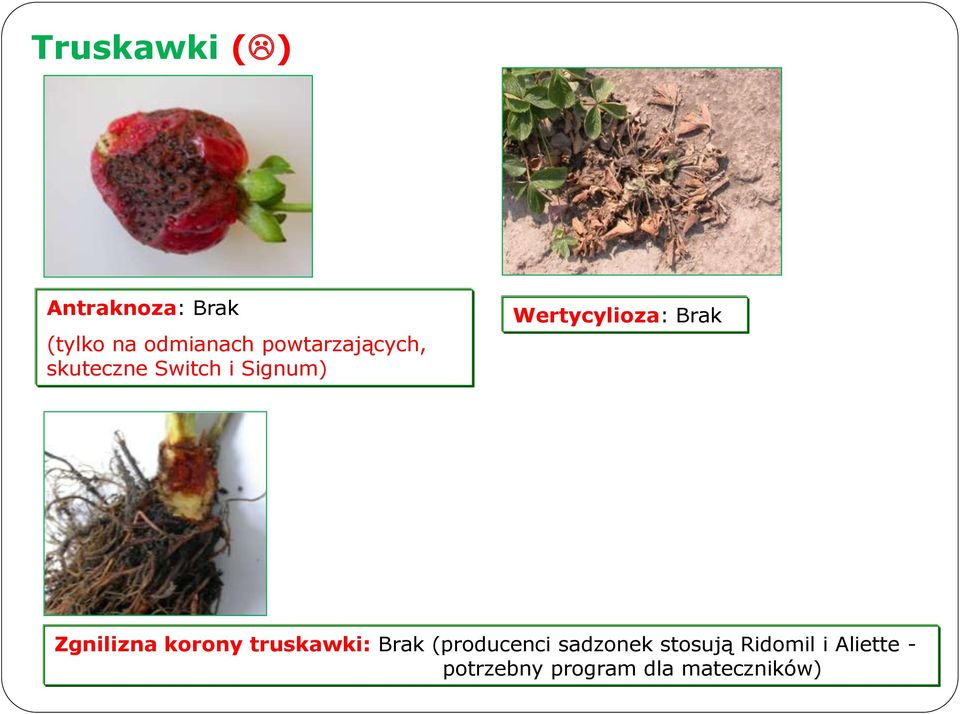 Brak Zgnilizna korony truskawki: Brak (producenci