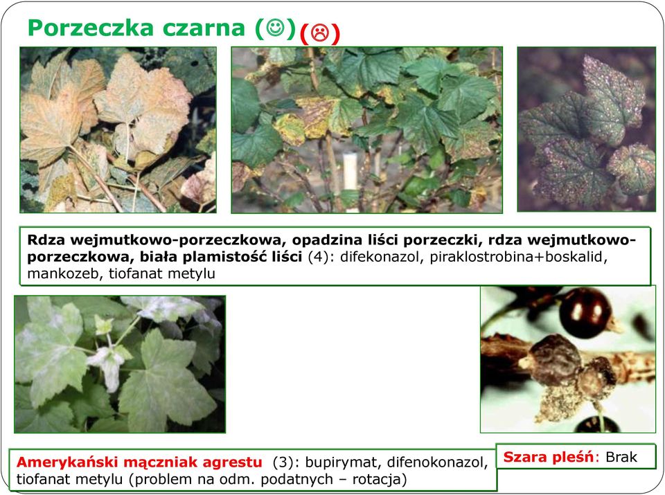 piraklostrobina+boskalid, mankozeb, tiofanat metylu Amerykański mączniak agrestu