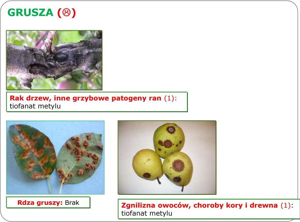 Rdza gruszy: Brak Zgnilizna owoców,