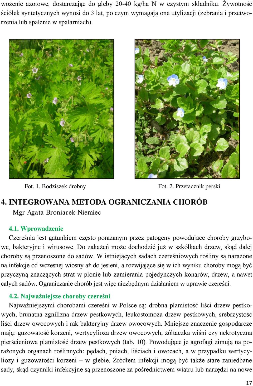 INTEGROWANA METODA OGRANICZANIA CHORÓB Mgr Agata Broniarek-Niemiec 4.1. Wprowadzenie Czereśnia jest gatunkiem często porażanym przez patogeny powodujące choroby grzybowe, bakteryjne i wirusowe.